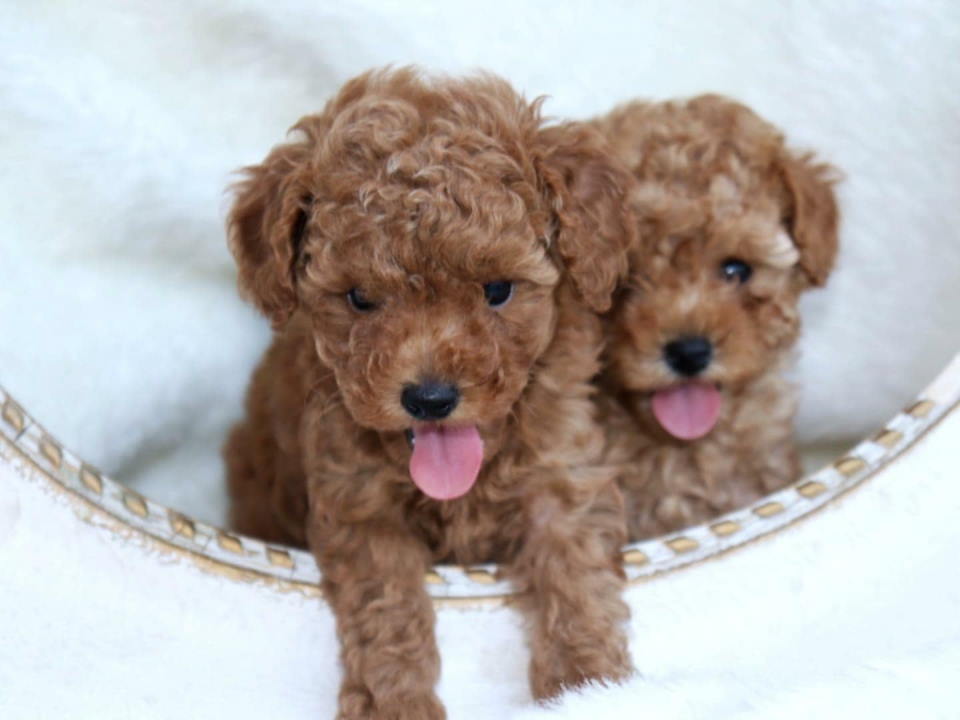 Na prodaju dva muška šteneta crvene toy PUDLE 