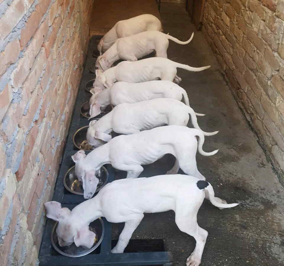 Na prodaju stenci Dogo Argentino, starosti tri meseca i ocisceni od 