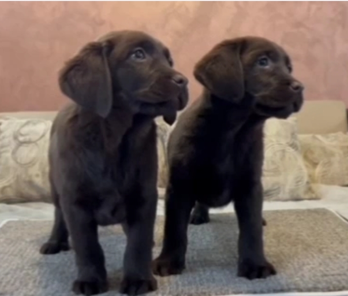 Čokoladni i crni štenci Labrador Retrievera