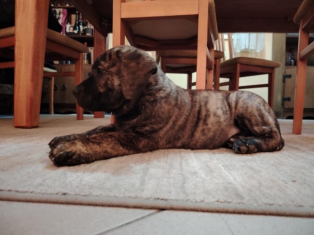 Presa Canario, vrhunsko leglo